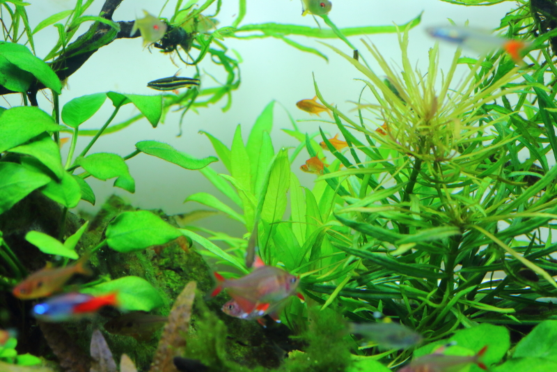 植栽から16日目　ニューラージリーフハイグロ